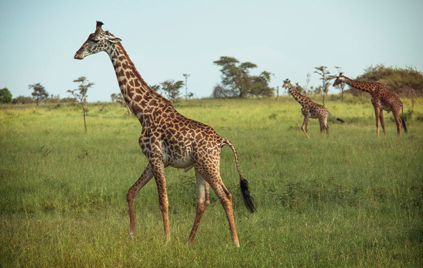 G Adventures announces two new National Geographic Family Journeys ...