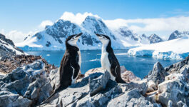 Swan Hellenic’s agent incentive offers 9-day Antarctica cruise as grand prize