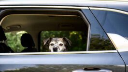 Friday, a 12-year-old catahoula_mountain cur mix, looks out the window from her spot in the car, in Ottawa on July 17, 2024. THE CANADIAN PRESS_Justin Tang