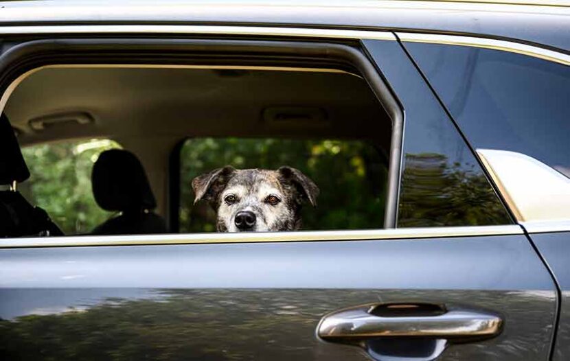 Friday, a 12-year-old catahoula_mountain cur mix, looks out the window from her spot in the car, in Ottawa on July 17, 2024. THE CANADIAN PRESS_Justin Tang